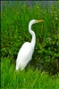 Great White Heron, Everglades National Park, Florida